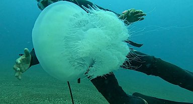 Balıkçıların kabusu oldular : Attıkları ağlara yüzlerce dev denizanası takıldı