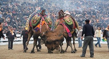 Balıkesir'de deve güreşlerinin önü açıldı