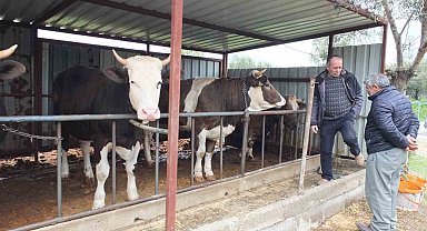 Balıkesir'de kurbanlık satışları başladı