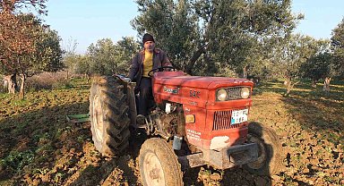 Balıkesir'de zeytinliklerde sürüm başladı
