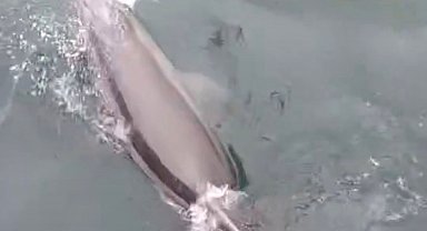 Bandırma Limanı'nda yunus avlanırken görüntülendi