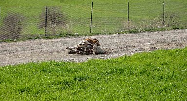 Baraj içerisine ve ulu orta atılan büyükbaş hayvan leşleri pes dedirtti