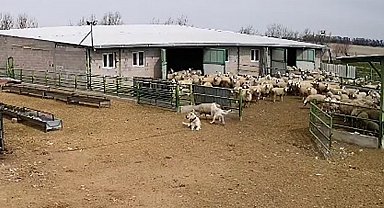 Başıboş köpek çiftliğe girip koyunları kovaladı, çiftliğin köpeği olanları izledi