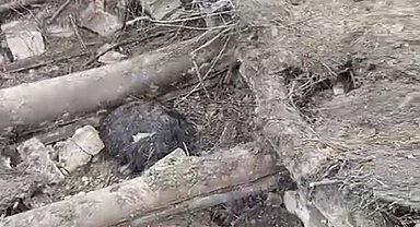 Başkale'de ahır çöktü: 20 küçükbaş hayvan göçük altında kaldı