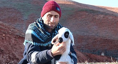 Başkent'te kuzuların anneleriyle buluşma anı dronla görüntülendi