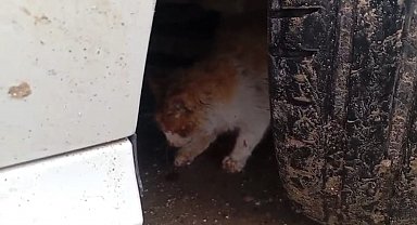 Batman'da aracın motoruna sıkışan kedi kurtarıldı