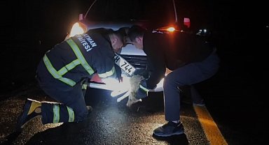 Batman'da çarpma sonucu aracın tamponuna sıkışan tilki kurtarıldı