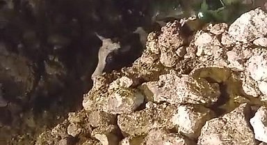 Batman'da fırtınada 2 katlı taş bina çöktü: Enkaz altında kalan 5 büyükbaş hayvan kurtarıldı