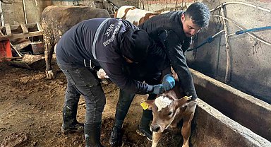 Bayburt genelinde şap, brusella aşılamaları ve küpeleme çalışmaları sürüyor