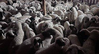 Bayburt'ta buzağı, malak, kuzu ve oğlak desteği ikinci dönem başvuruları yarın başlıyor