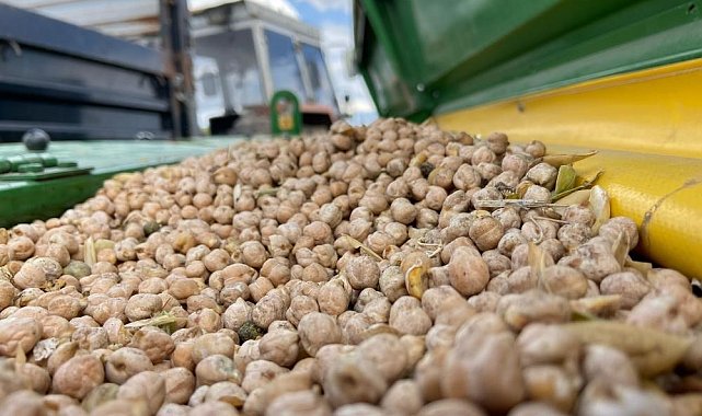 Bayburt'ta üreticilere yüzde 75 hibeli nohut tohumu desteği