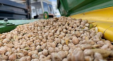 Bayburt'ta üreticilere yüzde 75 hibeli nohut tohumu desteği