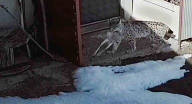 Bayburt'ta vaşağın tavşan avı kamerada