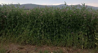 Bayburt'ta yüzde 50 hibeli bezelye tohumu desteğinde başvurular 23 Mart'ta başlıyor