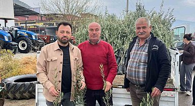 Bayındır'da üreticilere zeytin fidanı desteği