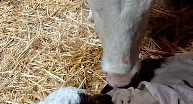 Bayram sabahı doğan buzağıyı görünce türküler söyledi