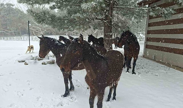 Bayramda Spil'e kar sürprizi