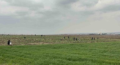 Bedava lahanayı duyan yağmura rağmen tarlaya akın etti