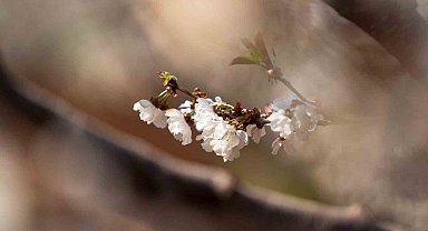 Beyaza bürünen kiraz ağaçları görsel şölen oluşturdu