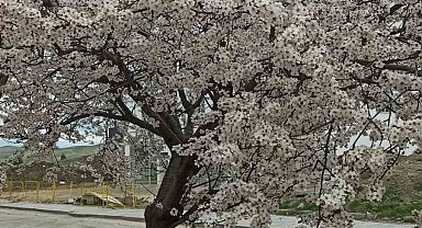Beypazarı'nda badem ve kayısı ağaçları çiçek açtı