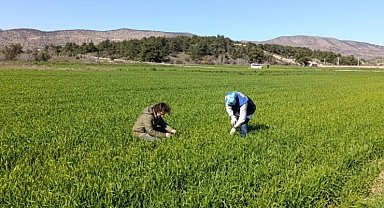 Bilecik'te buğday ekili alanlar denetlendi