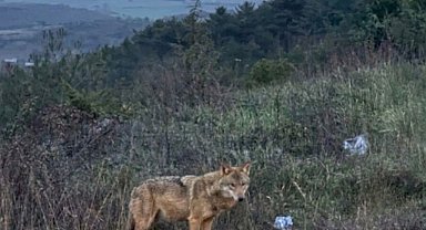 Bilecik'te insanlardan kaçmayan kurt