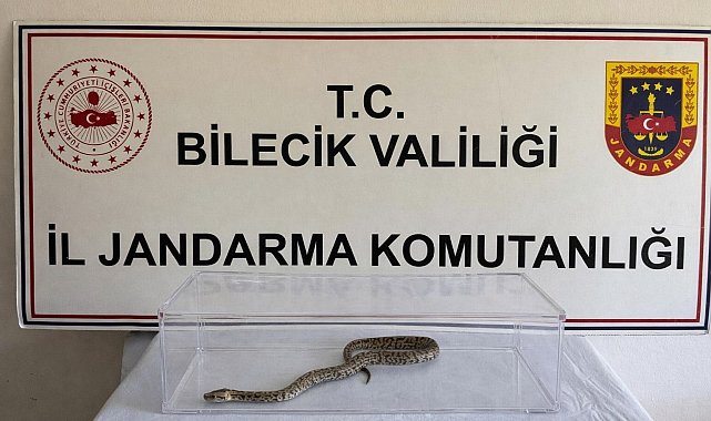 Bilecik'te nesli tükenmekte olan piton yılanı yakalandı