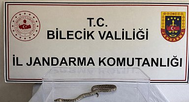Bilecik'te nesli tükenmekte olan piton yılanı yakalandı