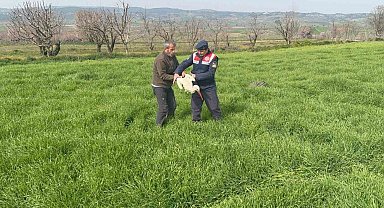 Bilecik'te yaralı leylek yetkililere teslim edildi