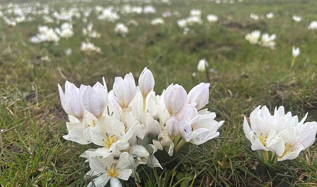 Bingöl'de baharın habercisi kardelenler yüzünü gösterdi