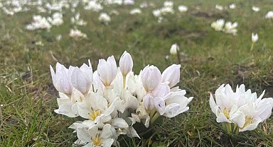 Bingöl'de baharın habercisi kardelenler yüzünü gösterdi