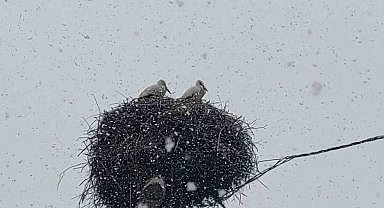 Bingöl'e erken gelen leylekler kara yakalandı