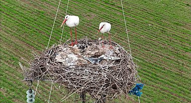 Binlerce kilometre mesafe kateden leylekler yuvalarını Diyarbakır'da kuruyor
