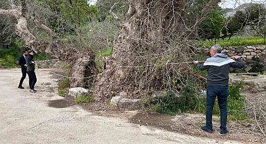 Bodrum'da 2 bin yıllık dev çınar keşfedildi