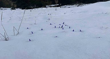 Bolu'da açan çiğdemler kar altında kaldı