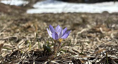 Bolu'da iki mevsim bir arada yaşanıyor: Karlar arasında çiğdemler çiçek açtı