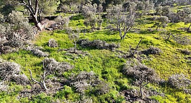Böyle öfke görülmedi, bir gecede yüzlerce incir ve zeytin ağacını kesip ortadan kayboldular