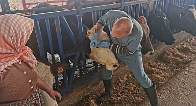 Bozdoğan'da aşı ve küpeleme çalışmaları sürüyor