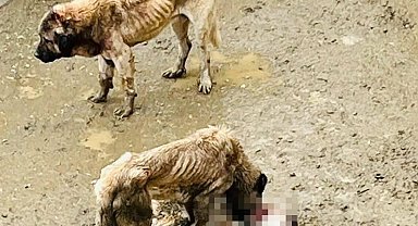 Bozüyük Belediyesi'ne ait barınakta aç kalan köpekler birbirini yedi