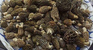 Buldan ormanlarında kuzugöbeği bereketi