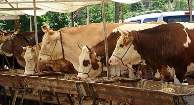 Buldan'da şap karantinası kaldırıldı