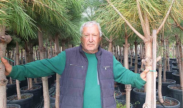 Burhaniye'de emekli banka müdürü, fıstık çamı yetiştiricisi oldu