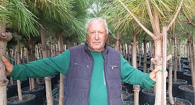 Burhaniye'de emekli banka müdürü, fıstık çamı yetiştiricisi oldu