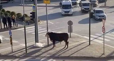 Bursa'da kaçan boğa trafiği karıştırdı, Ankara yolunda metrelerce koştu
