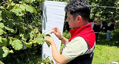 Çarşamba Ovası'nda kokarcayla mücadele