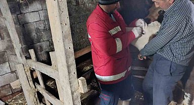 Çarşamba'da şap aşılamaları sürüyor