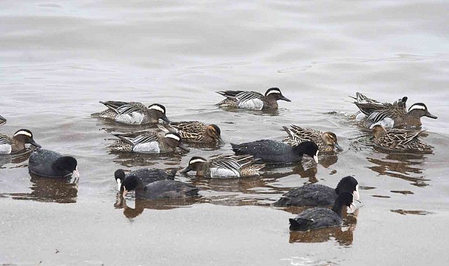 Çıkrıkçın ördekleri Van Gölü sahilinde görüntülendi