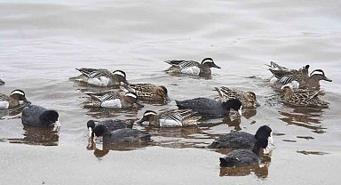 Çıkrıkçın ördekleri Van Gölü sahilinde görüntülendi