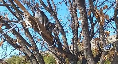 Çivril'de görülen maymun koruma altına alındı