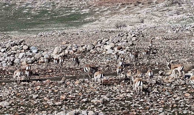 Cudi Dağında ceylan popülasyonu 165'e ulaştı